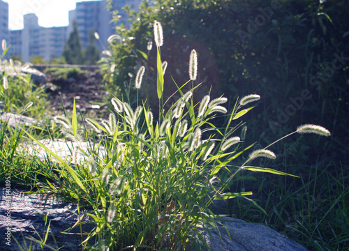 Cute grass like a puppy's tail