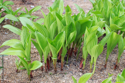 Undecorated natural yellow green plants