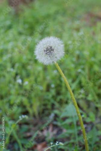 Cute grass like a puppy s tail