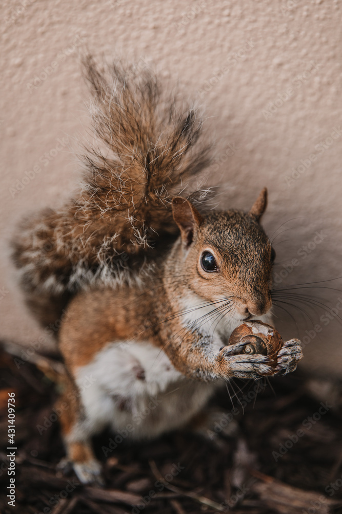 Obraz premium squirrel in the park