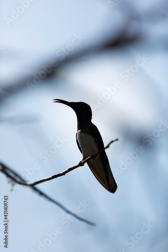 Fawn-breasted Brilliant Hummingbird in the forest. Minca, Colombia. photo