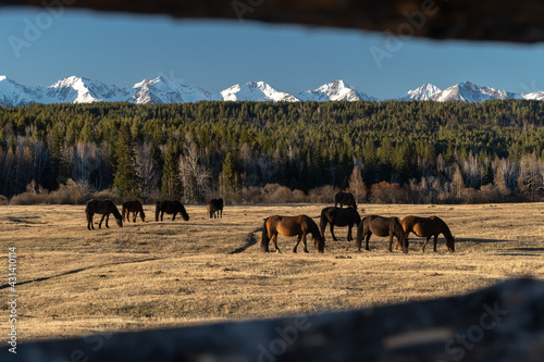 A herd of horses grazes in the Tunkinskaya valley  a look through the fence