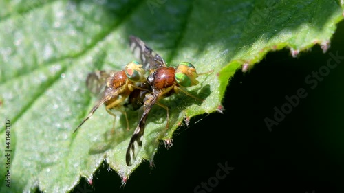 Celery Leaf Mining Fly, Celery Fly, Hogweed Picture-Wing Fly, Euleia heraclei - pair during copulation photo