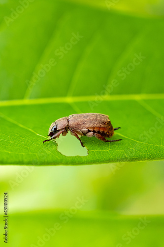 common cockchafer eating leaves on plant photo