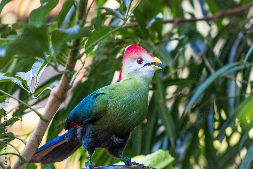 tropical bird