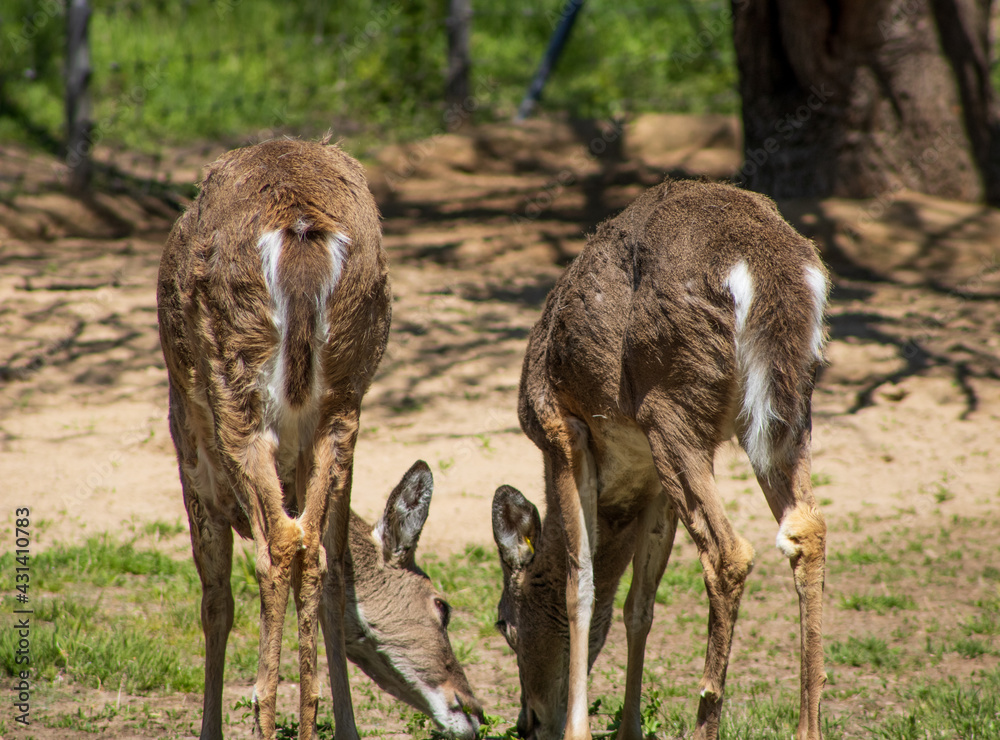 deer eating