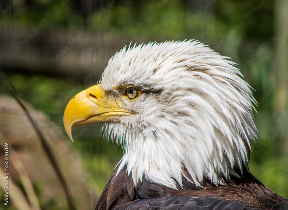 Obraz premium american bald eagle