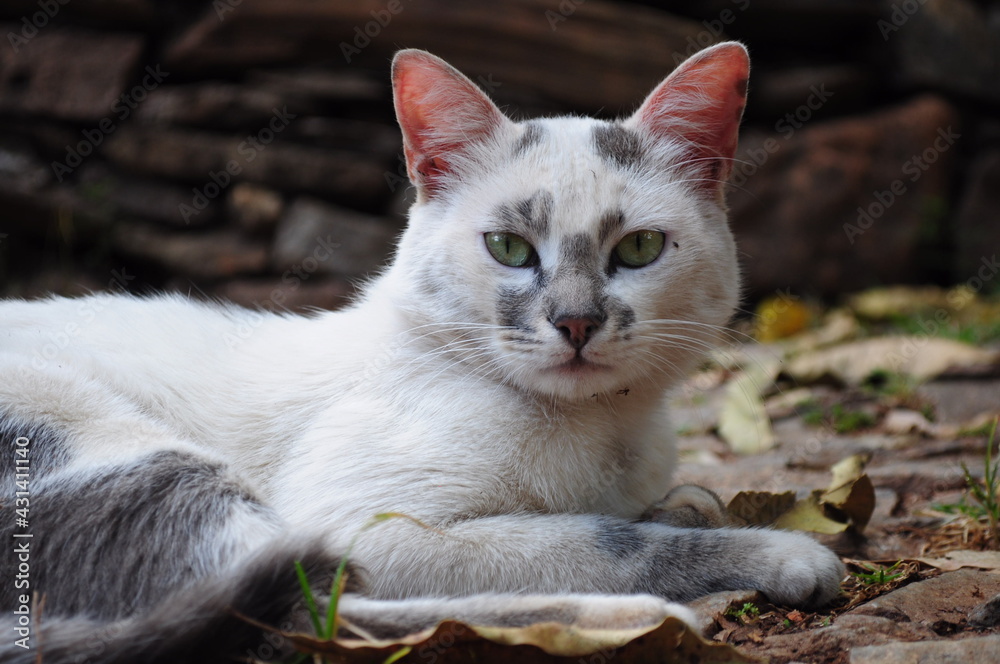 portrait of a cat portrait of a cat