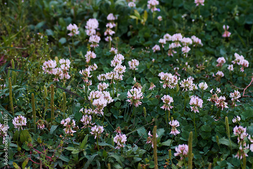 flowers in the garden