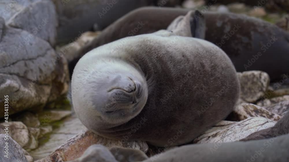 Seal nerpa rest on rock portrait. Lion look at camera with eyes. Wild calf animal closeup. Pusa Seal nerpa rest on rock portrait. Lion look at camera with eyes. Wild calf animal closeup. Pusa