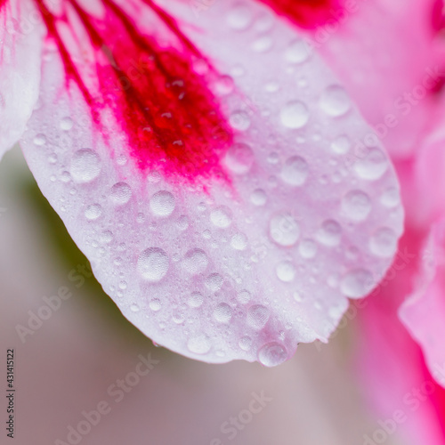 Water drop flowing down summer red flower. Natural background. Drop of water morning dew on pink petal of blooming flower, macro close up square