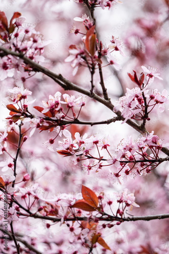 beautiful pink cherry flowers blooming on the dense branch in the park under the shade