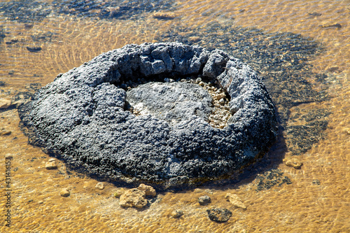 Stromatolites at Lake Thetis, Cervantes, Western Australia. Stromatolites, are the oldest living lifeforms on our planet photo