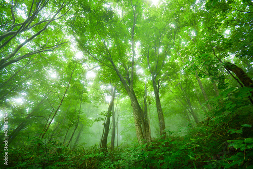 世界遺産　白神山地の森 photo