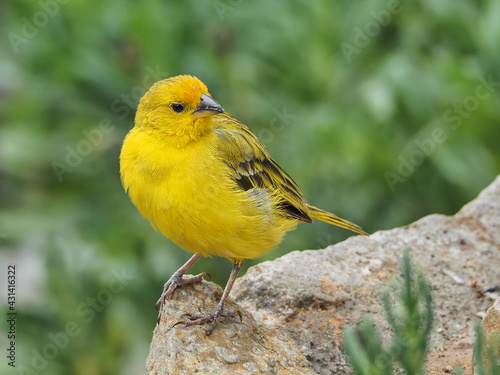 Photograph of a yellow canary in nature. Crithagra flaviventris photo