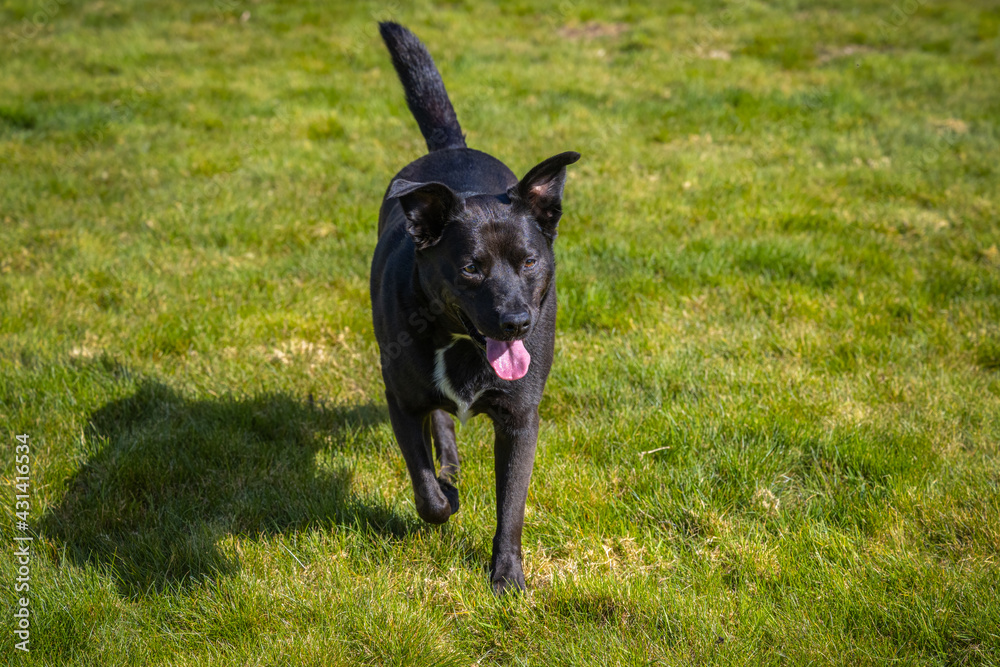 2021-05-02 A MIXED BREED LABRADOR HEELER PUPPY RUNNING IN A GREEN FIELD