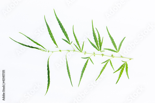 Marijuana fresh green leaf of full grown Hemp Cannabis isolated on white background. Growing medical marijuana.