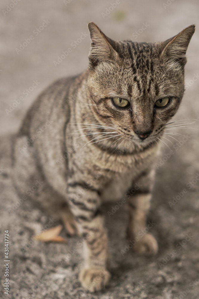 portrait of a cat in Bandung