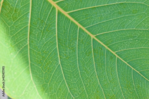 The leaves of the Bodhi tree (bo tree, Pipal Tree,Peepul tree,Sacred tree,Sacred fig Tree)