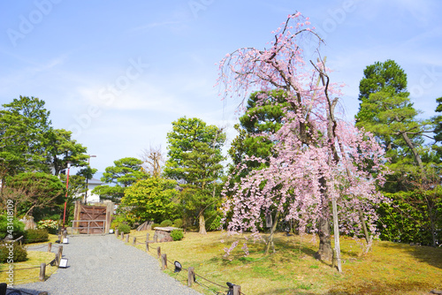 Chion-in Temple, Kyoto Pref., Japan	 photo