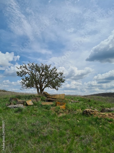 tree in the field