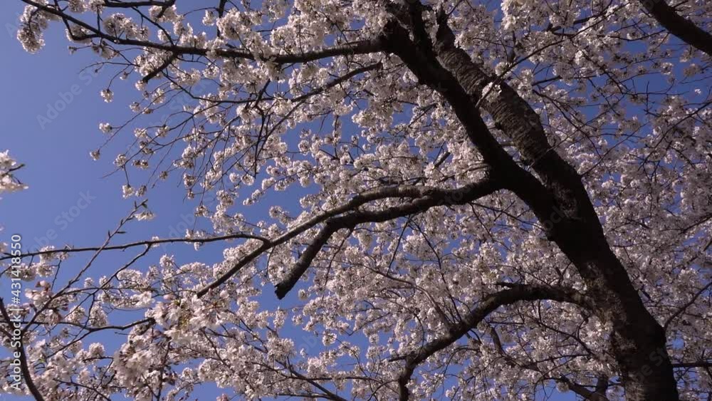 Looking up towards a beautiful pink Sakura tree on a clear day in slow motion Looking up towards a beautiful pink Sakura tree on a clear day in slow motion