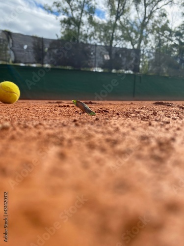 tennis ball on the court