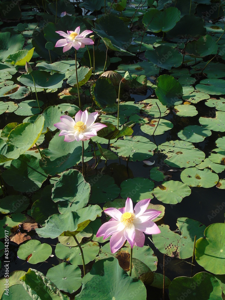 Three beautiful pink lotus flowers in the pond Three beautiful pink lotus flowers in the pond