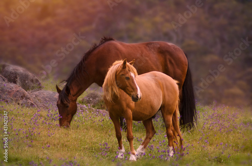 Horses on the field in the sunset light 