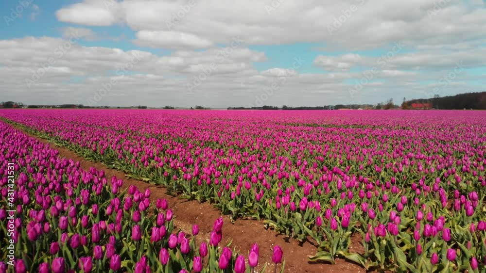 Diagonal fly-over over purple tulip field in the Netherlands Diagonal fly-over over purple tulip field in the Netherlands