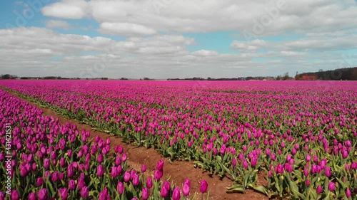 Wallpaper Mural Diagonal fly-over over purple tulip field in the Netherlands Torontodigital.ca