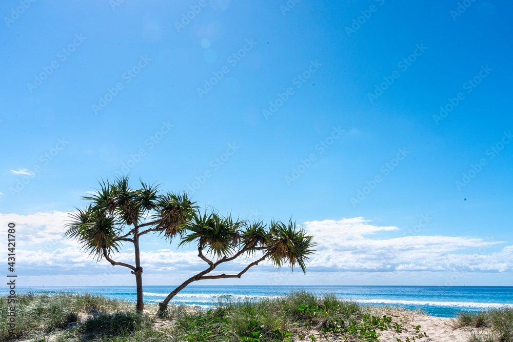 Tropical scene sand dunes and Surfers Paradise beach