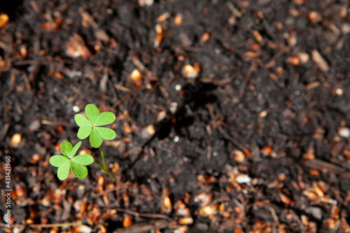 buttercup three-leaf clover with room for text
