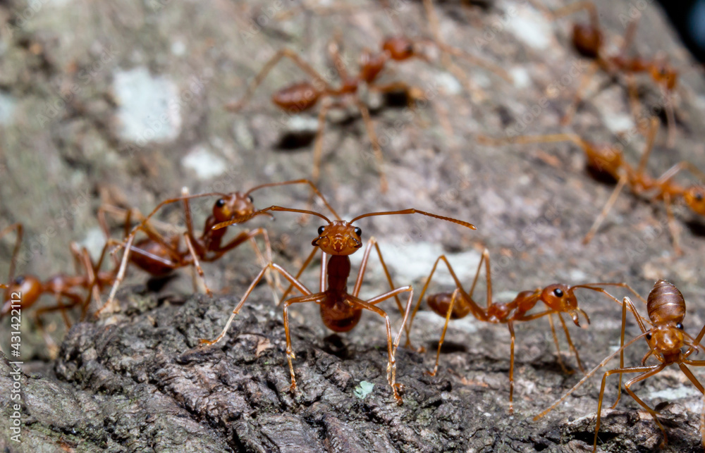 Close up small red ants on brown dry twig Close up small red ants on brown dry twig