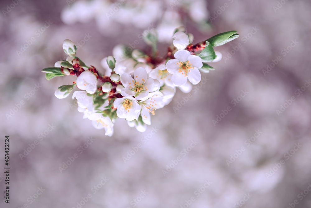 Background with a branch of beautiful white cherry blossoms, space to copy. Blurred background. Background with a branch of beautiful white cherry blossoms, space to copy. Blurred background.