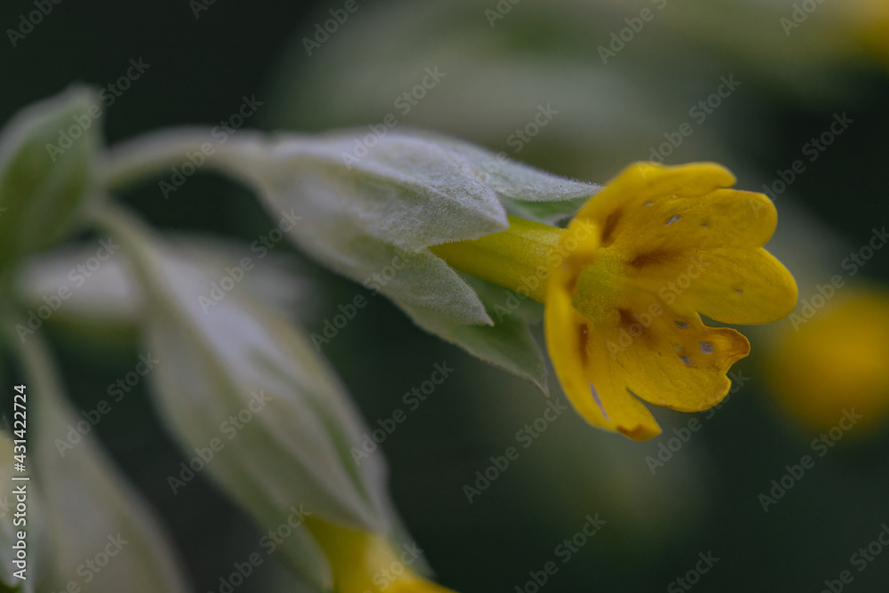 Fototapeta premium Close up of a cowslip (primula veris) flower in a meadow