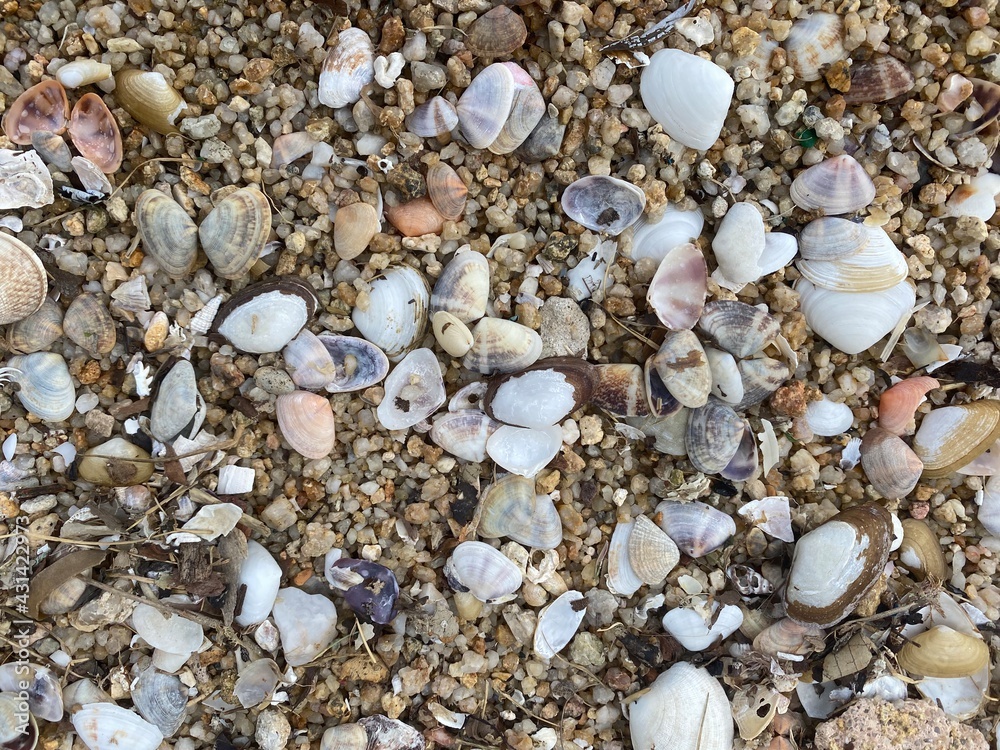 Different coloured and styles of seashell on a beach.