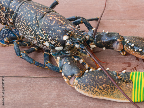 homarus gammarus or European lobster live on wooden table