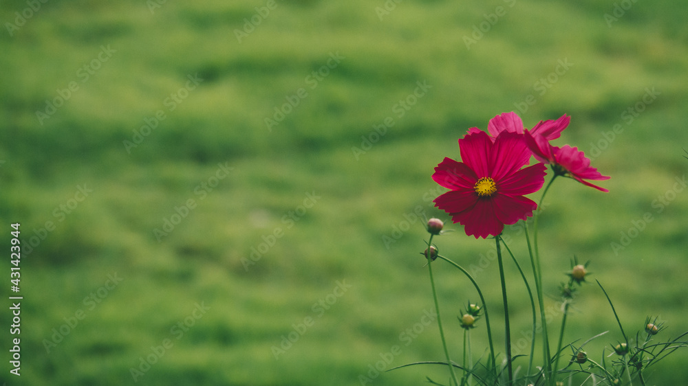 Red flowers with yellow stamens. Photo for background Red flowers with yellow stamens. Photo for background