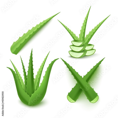 Set of aloe vera plant parts and leaves, flat vector illustration isolated.