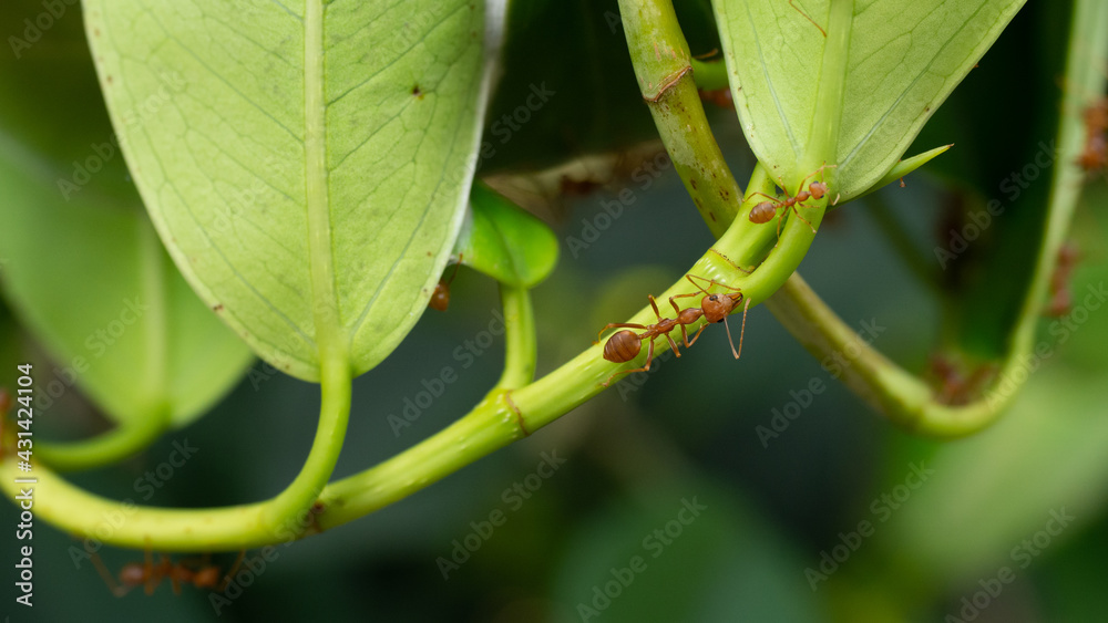 Fototapeta premium Red ants on the green leaves