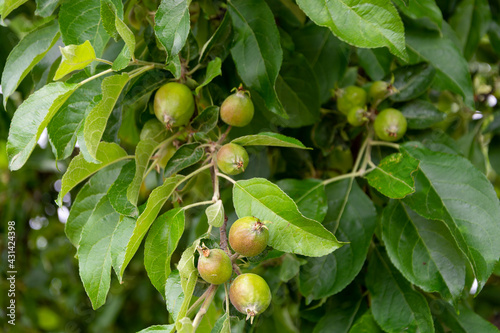 Niedojrzałe jabłka na drzewie