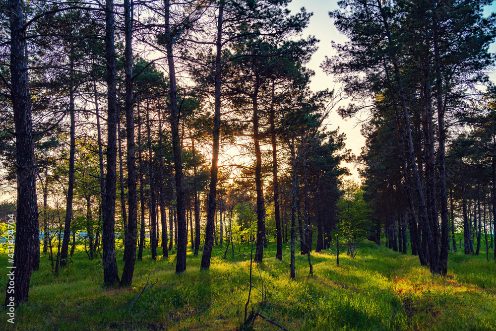 Sunbeams in a pine forest Sunbeams in a pine forest