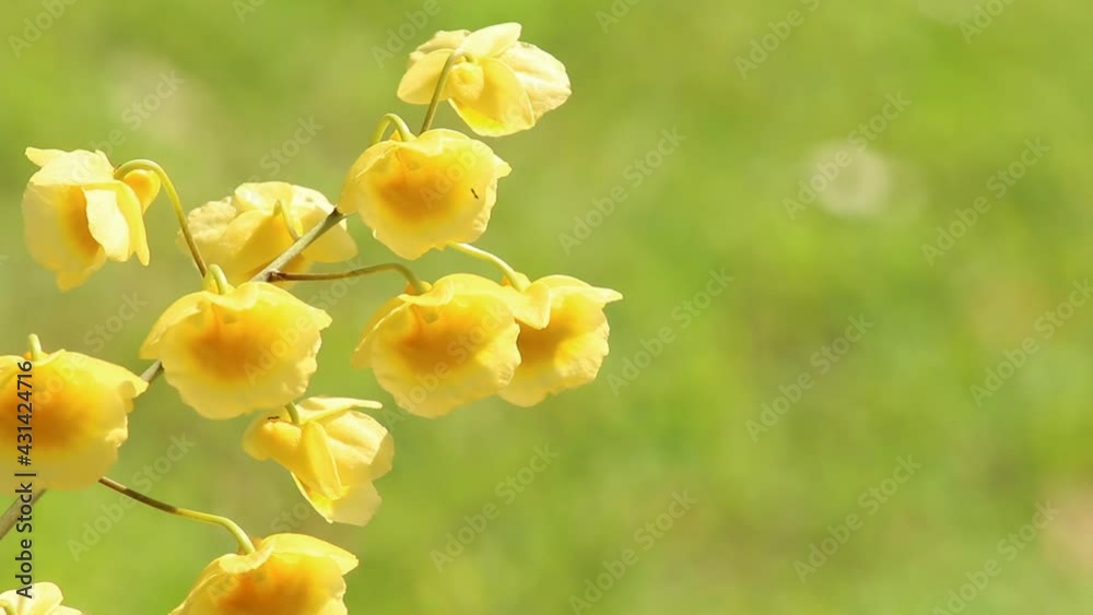Close up Dendrobium lindleyi Steud in the garden, Chiangmai Thailand Close up Dendrobium lindleyi Steud in the garden, Chiangmai Thailand