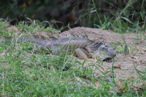 Iguaba in the grass resting