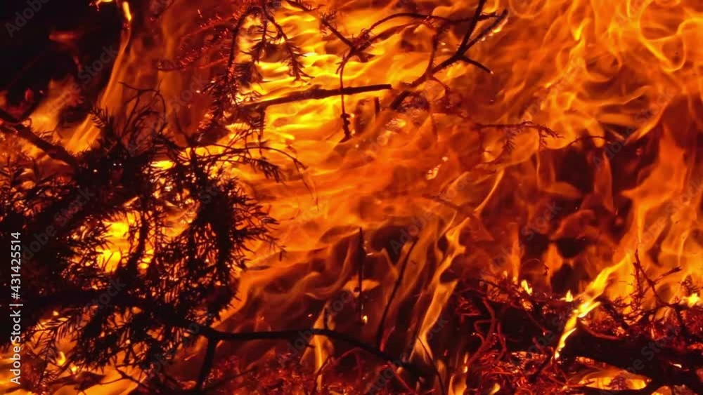 Burning dry branches. Close-up shot Burning dry branches. Close-up shot
