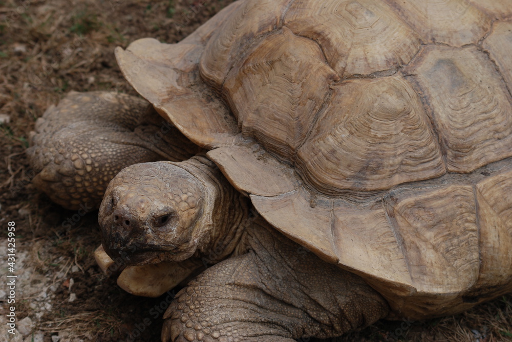 Obraz premium tortue