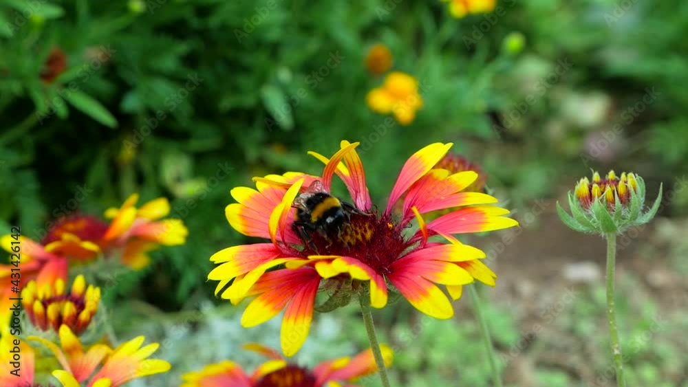 bee on garden red and yellow flower close up shot bee on garden red and yellow flower close up shot