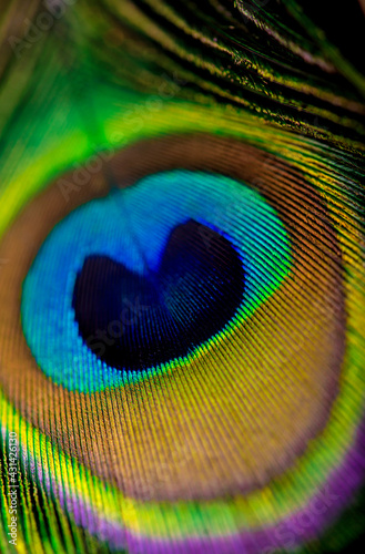 Close up of a Peacock feather filling the frame, bright animal background © Irina Ukrainets