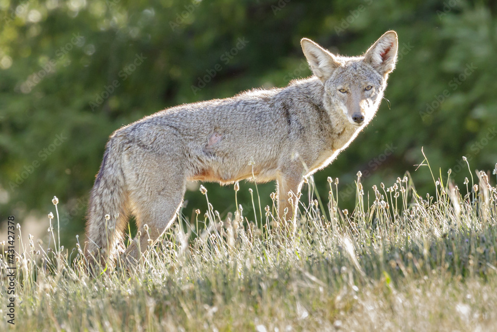 Coyote roaming around at midday looking for food. UCSC, Santa Cruz County, California, USA.